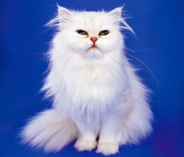 Персидская кошка Персидская кошка