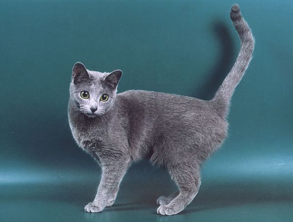 Кошка породы "русская голубая" Кошка породы "русская голубая"