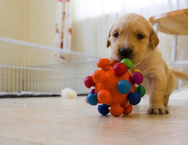 Щенок со специальной игрушкой