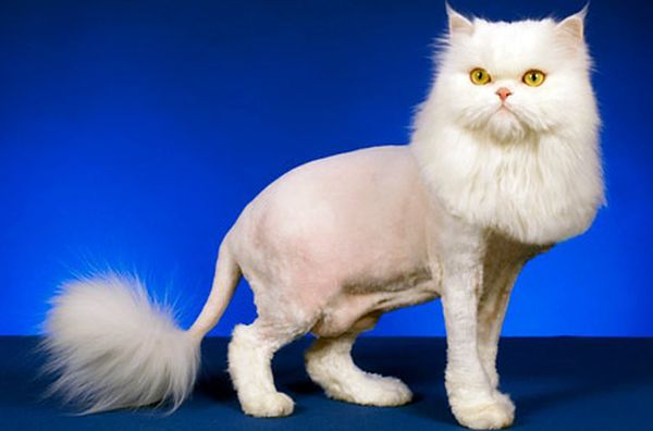 Стрижка кота