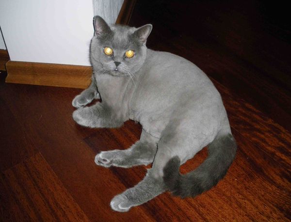 Гигиеническая стрижка кота короткошерстного кота