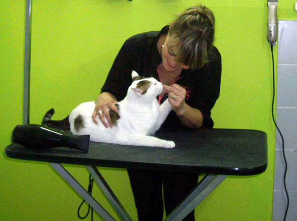 Стрижка животных в Минске Стрижка животных в Минске