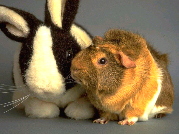 Стрижка кроликов Стрижка кроликов