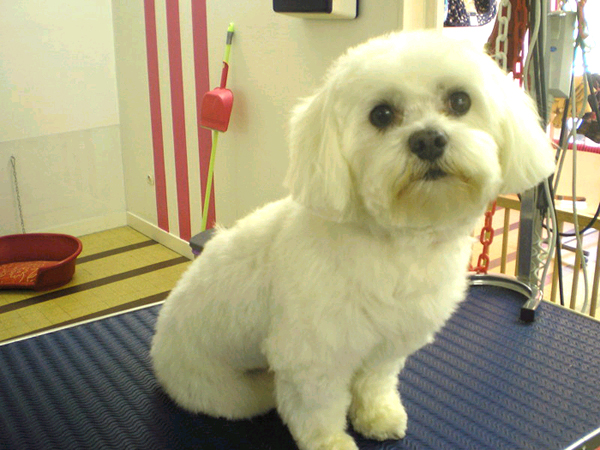 Стрижка собак в Минске Стрижка собак в Минске