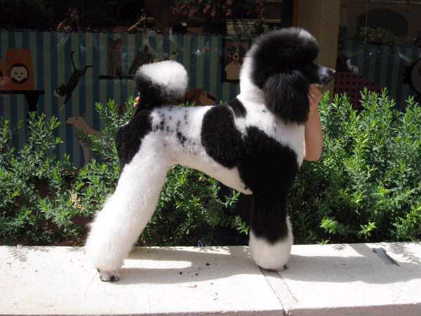 Расценки на стрижки животных Расценки на стрижки животных