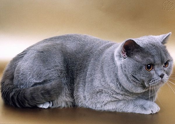 Кот 