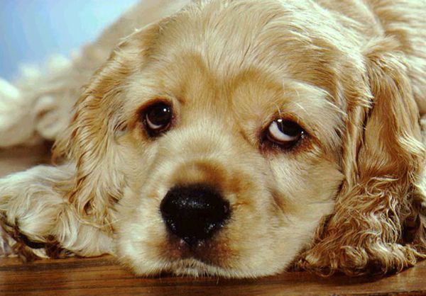 Собака с больными глазами