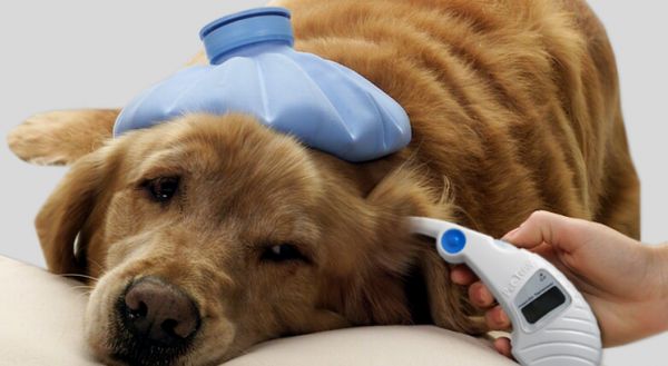 Заболевшая собака Заболевшая собака