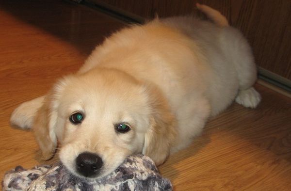 Больной щенок Больной щенок