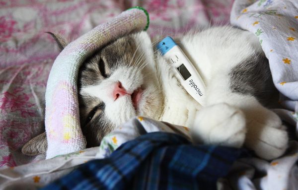 Кошка заболела Кошка заболела