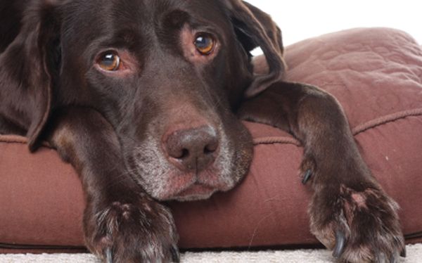 Страдающая собака Страдающая собака