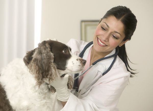 Ветеринарный врач осматривает собаку Ветеринарный врач осматривает собаку