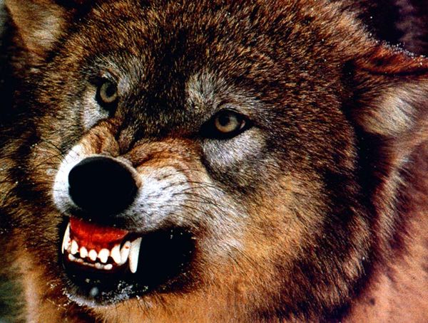 Выражение агресси