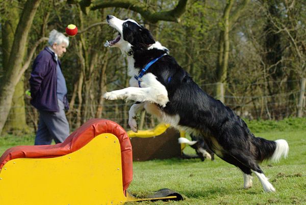 Флайбол Флайбол