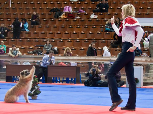 Музыкальный фристайл Музыкальный фристайл