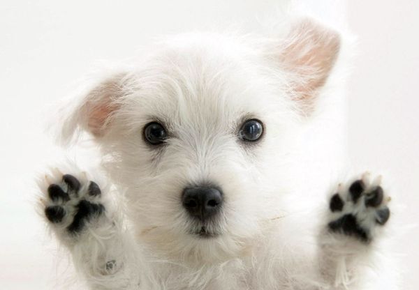 Белый щенок Белый щенок