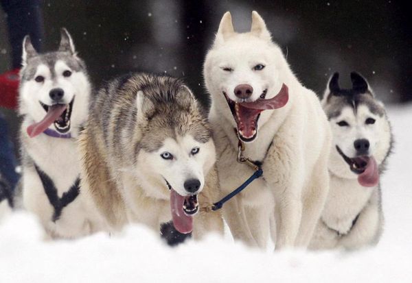 Ездовые собаки Ездовые собаки