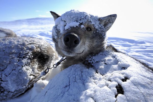 Собака в снегу Собака в снегу