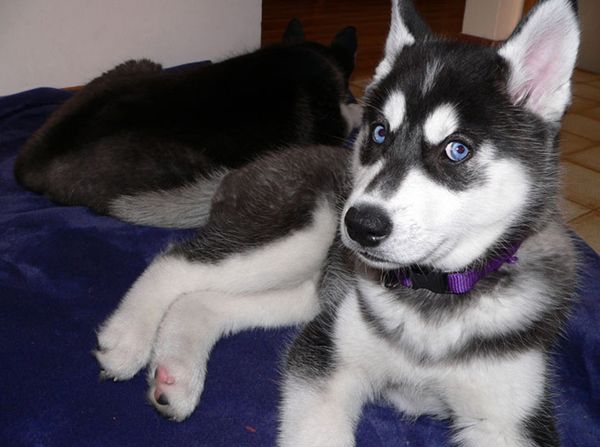 Щенок хаски Щенок хаски