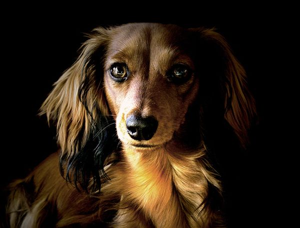 Такса Такса