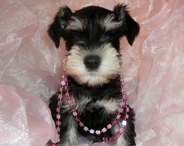 "Гламурный" щенок в бусах "Гламурный" щенок в бусах