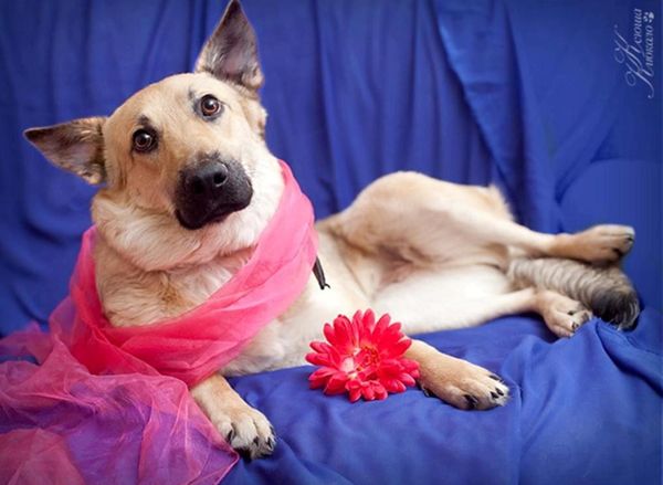 Пес в шарфе и с цветком Пес в шарфе и с цветком