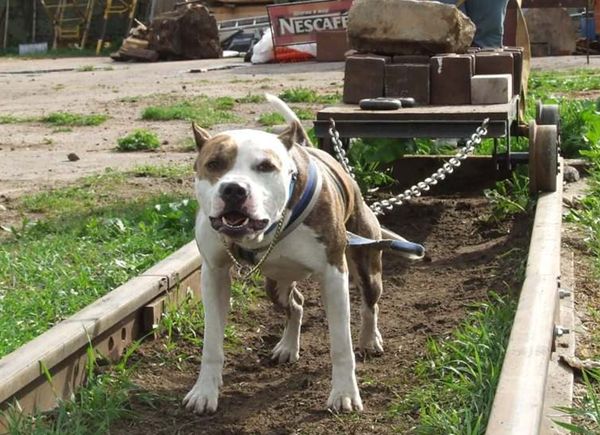 Вейтпуллинг Вейтпуллинг