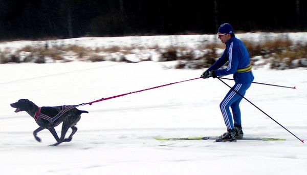 Скиджоринг Скиджоринг