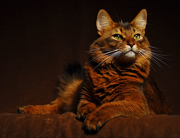 Полипы у кошек Полипы у кошек