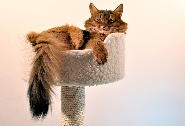 Кошачье обоняние Кошачье обоняние