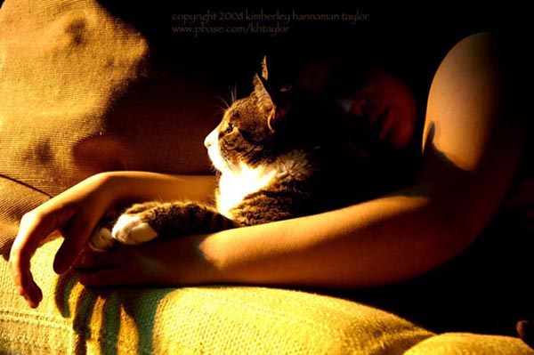 Домашний питомец Домашний питомец