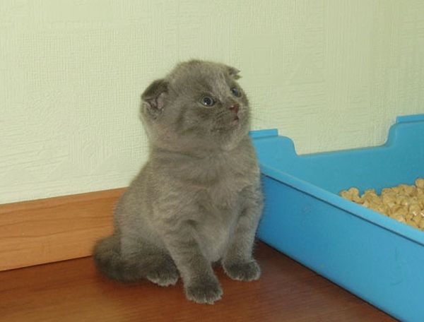 Котенок у туалета
