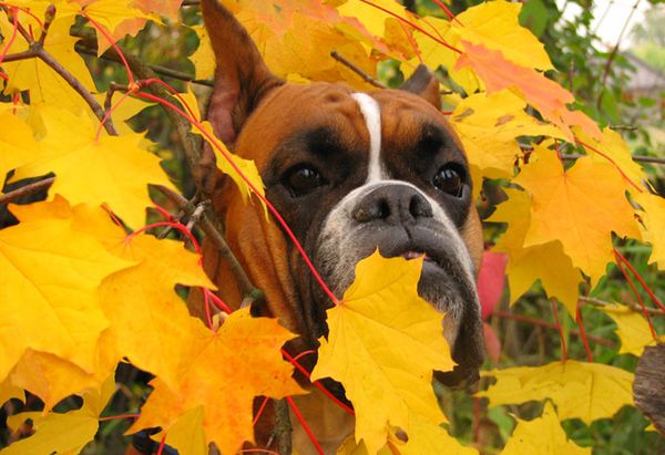 На осенней прогулке На осенней прогулке