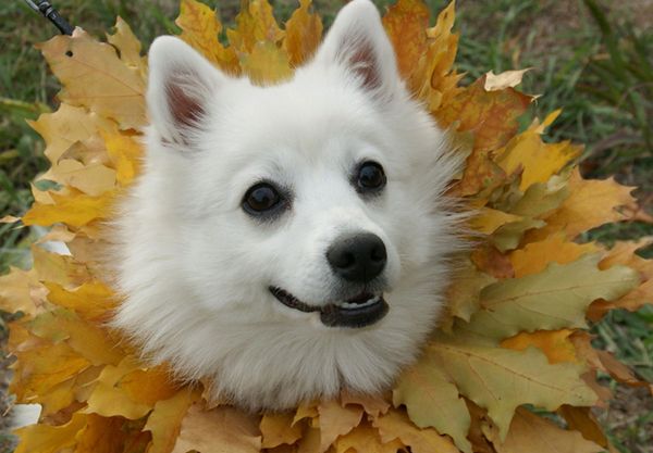 Собака в венке их осенних листьев Собака в венке их осенних листьев