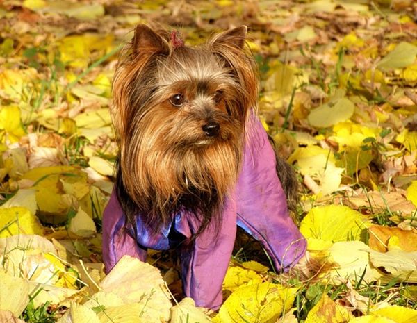 На осенней прогулке в комбинезоне На осенней прогулке в комбинезоне