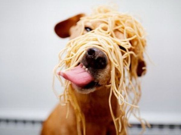 Собака в макаронах