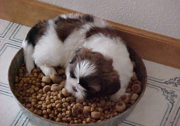 Сухой корм для собак