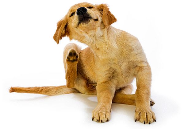 Сабака чешется Сабака чешется