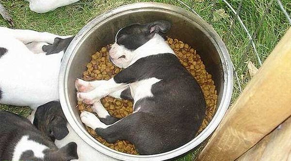 Собака спит в миске