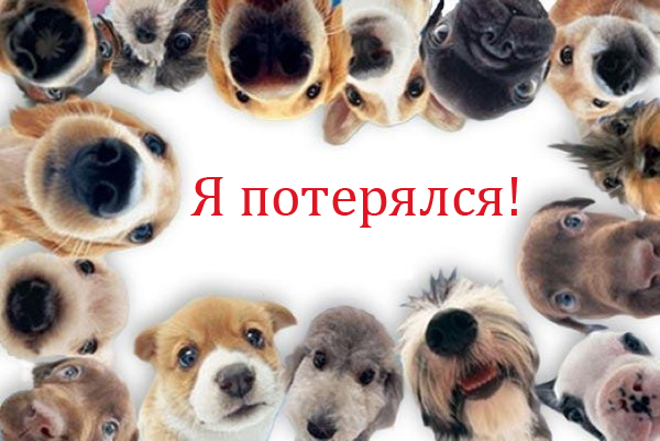 Пропала собака