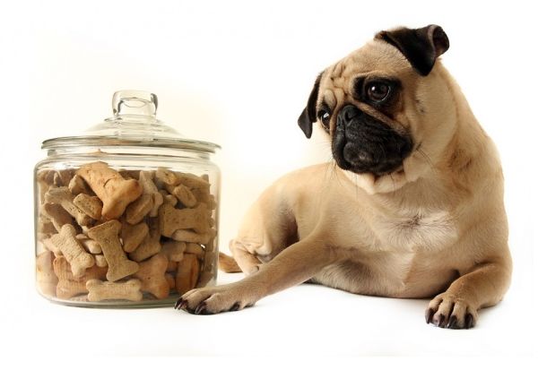 Мопс с печеньем для собак