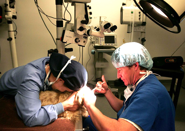 Осмотр потерявшейся собаки