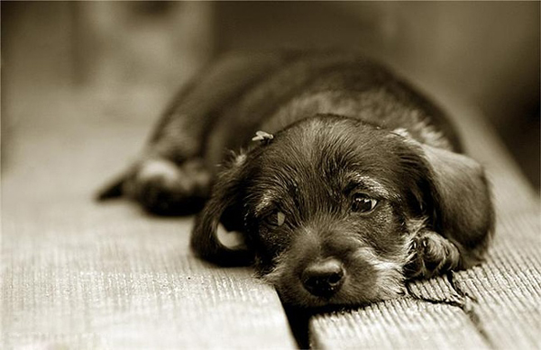 Если потерялась собака