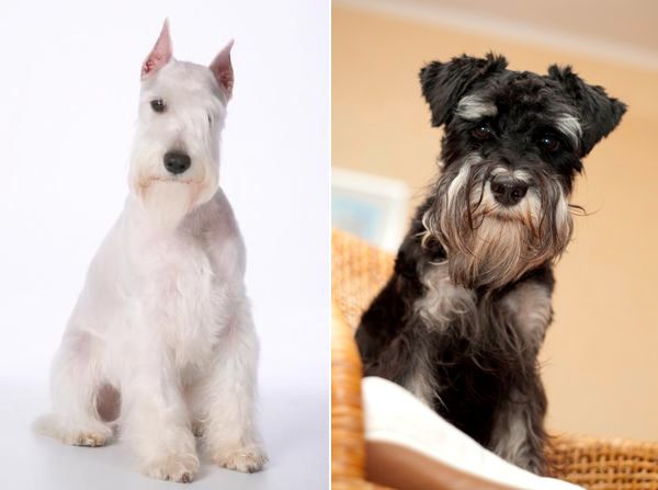 Цвегршнауцер Цвегршнауцер