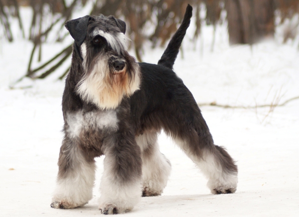 Цвегршнауцер черный с серебром Цвегршнауцер черный с серебром