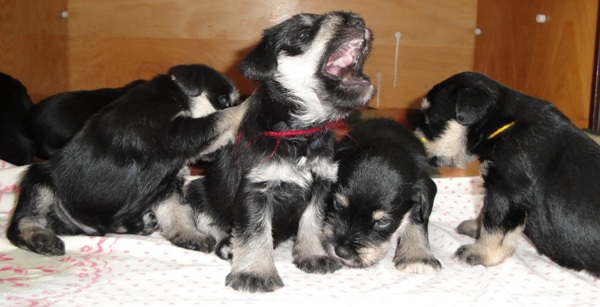 Щенки цвегршнауцера Щенки цвегршнауцера