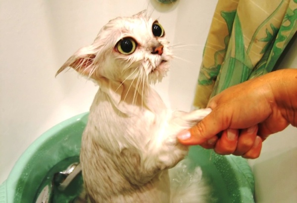 косметика для ухода за шерстью кошек косметика для ухода за шерстью кошек