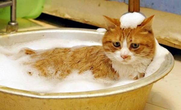 косметика для кошек косметика для кошек