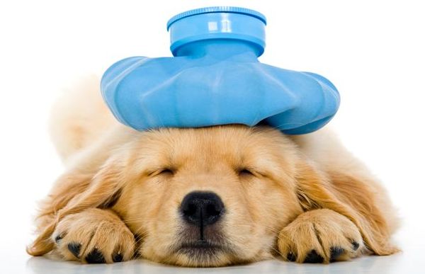 уход за больной собакой