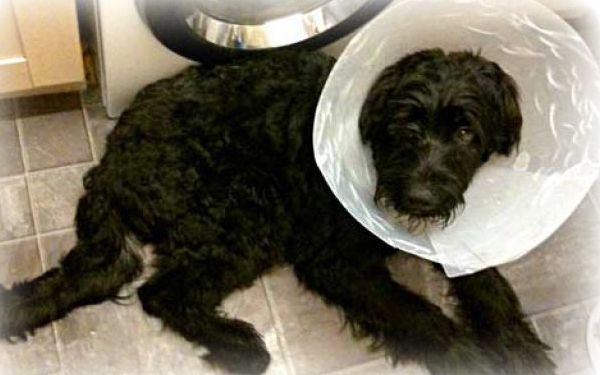 больная собака